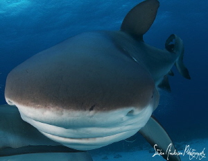 I wonder why I find scuff marks on my dome! This Reef Sha... by Steven Anderson 